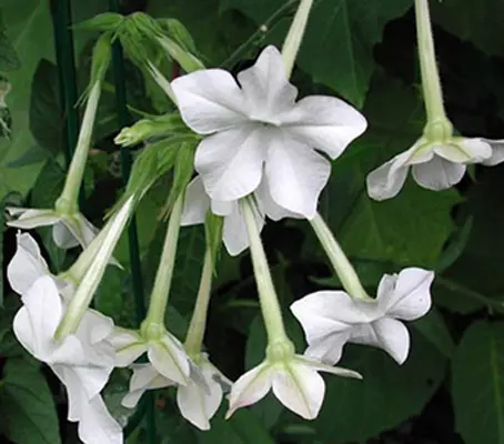 Nicotiana affinis has a delicious evening scent. It has been justly popular for over a century and a firm favourite with generations of gardeners