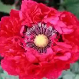 Scarlet Peony 80mg ~200 Seeds-0