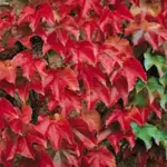 Boston ivy is a wonderful ornamental vine with elegant, dark green glossy foliage which is replaced with a vivid range of crimson reds in autumn.