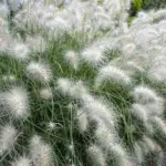 Pennisetum villosum is one of the easiest and most visually stunning grasses to grow