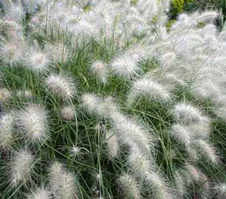 Pennisetum villosum is one of the easiest and most visually stunning grasses to grow