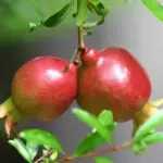 'The Dwarf Pomegranate' is one of the best compact, ornamental shrubs for courtyards and small gardens.