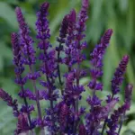 The plant is a spectacular source of dark, intense colour and narrow, vertical form.