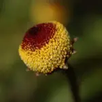 Spilanthes acmella is a unique and versatile plant that will add texture and interest to your garden.