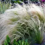 Stipa tenuissima plants are covered with masses of elegant pale feathery seed-heads
