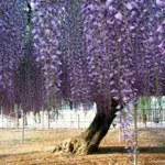 There are many ancient wisteria vines growing throughout the world, this is the widest wisteria at Ashikaga Flower Park in Tochigi, Japan.