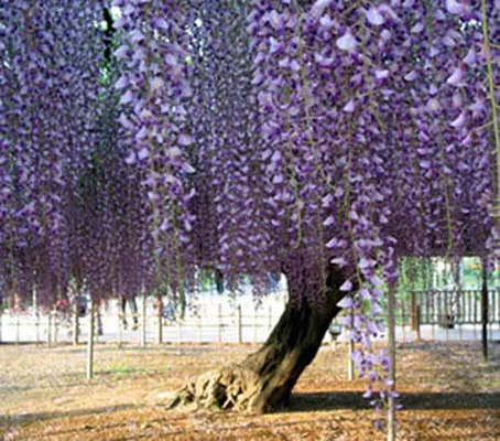 There are many ancient wisteria vines growing throughout the world, this is the widest wisteria at Ashikaga Flower Park in Tochigi, Japan.