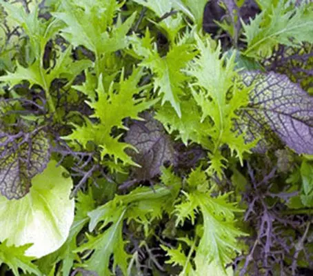 Baby Leaf Mix 'Bright & Spicy' - 2gm-0