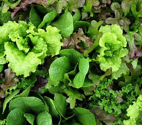 Baby Leaf Mix 'Mesclun Mix' - 2gm-0