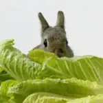 Little Gem is a popular choice, and no wonder! It is dwarf and compact, producing sweet crisp, small-sized hearts with few outside leaves.