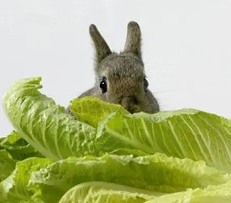 Little Gem is a popular choice, and no wonder! It is dwarf and compact, producing sweet crisp, small-sized hearts with few outside leaves.