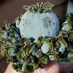 This ancient form of cultivated poppy produces the most unusual seed pod of all poppies.