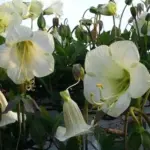 It is an impressive climber and is one of the fastest-growing and most trouble-free vines you will ever grow.