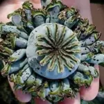 The main pod is surrounded by masses of smaller pods giving the impression of a mother hen and chicks.