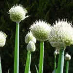 Onion, Welsh Green Stem-0