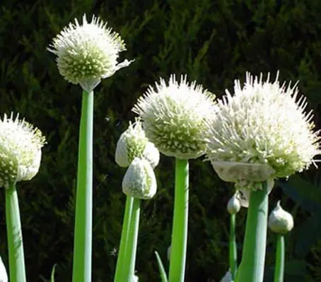 Onion, Welsh Green Stem-0