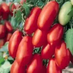 'San Marzano' is a classic plum/paste type of tomato from Italy