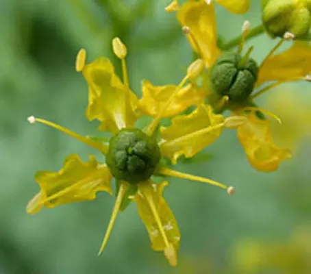 Rue is easy to grow from seed, easy to maintain, evergreen, and makes a neat small hedge
