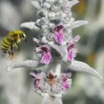 A plant you can pet!...Bees love it…children love it….and you just have to stoke it on the way past!