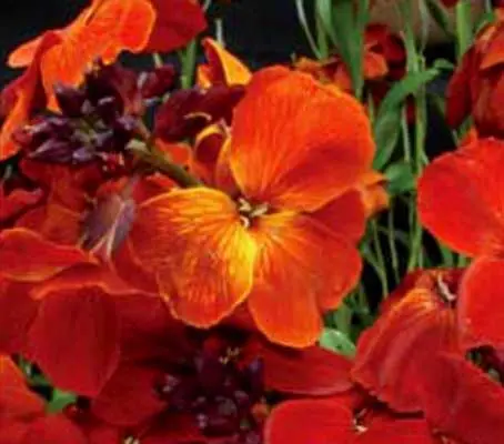 ‘Fire King' is another old and tried variety, with striking, flame-like, glowing orange-scarlet flowers.