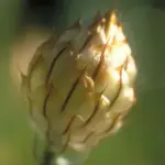 The blooms rise on single stems above neat clumps of grey-green foliage.