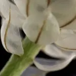 Super planted the garden border, they also make a wonderful show in containers and a long lasting cut flower.