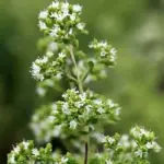 The plants grow to a height of around 60cm (24in)