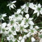 Besides its use as vegetable, it also has attractive flowers that are very beautiful in the garden.