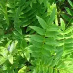 Polemonium caeruleum album-11419