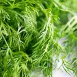 Dill Tetra is grown primarily for its abundant foliage, producing much more foliage before forming seed than most varieties.