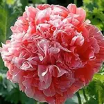 Papaver paeoniflorum 'Frosted Salmon'-20523