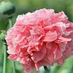 Papaver paeoniflorum 'Frosted Salmon'-0