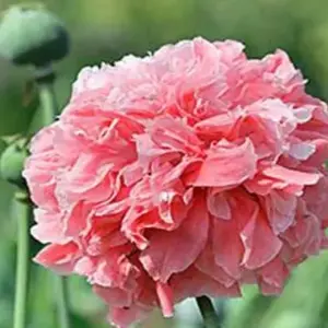 Papaver paeoniflorum 'Frosted Salmon'-0
