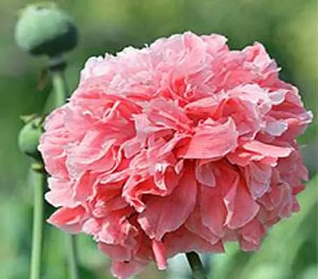 Papaver paeoniflorum 'Frosted Salmon'-0