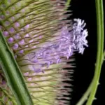 Close Up of the tiny flowers