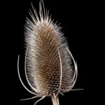 Teasel Drying after flowering