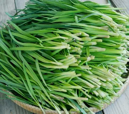 The plant has a distinctive growth habit with strap-shaped leaves unlike either onion or garlic.