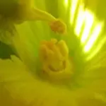 Plants under glass should be hand pollinated.