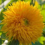 The fully double blooms last much longer than single flowered sunflower varieties