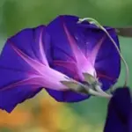 This heirloom morning glory originated in Bavaria (Germany). “Grandpa Ott” is one of the original Bavarian varieties that started Seed Savers Exchange.