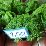 Greek Basil, Ocimum minimum is an improved variety of 'Bush'.