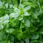 It is composed of a countless number of tiny, thin, piquant leaves, each less than 1cm in length.