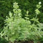 The difference in taste between fresh oregano and the store-bought dried variety is like night and day.