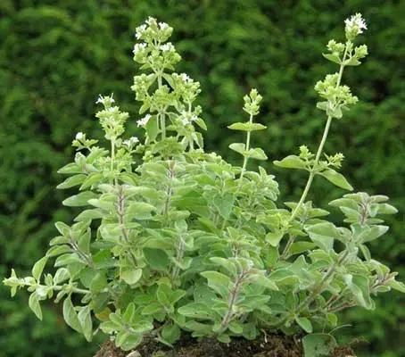 The difference in taste between fresh oregano and the store-bought dried variety is like night and day.