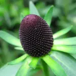 Rudbeckia occidentalis 'Green Wizard'-3912