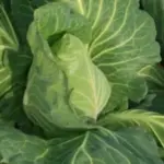 Appropriately named, Greyhound is one of the earliest summer cabbages and a reliable old favorite.