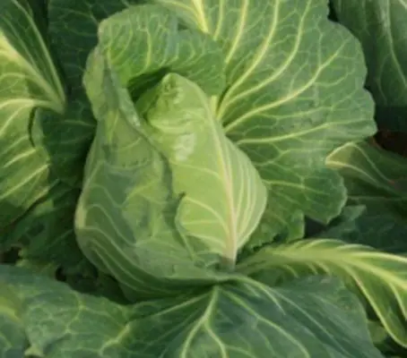 Appropriately named, Greyhound is one of the earliest summer cabbages and a reliable old favorite.