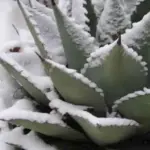 Hardy to -18°C ( 0°F), tt is one of the most cold hardy Agave species, withstanding snow and ice.