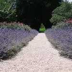Veteran gardeners are probably already aware of nepeta’s versatility in the garden, it an ideal perennial for new gardeners.