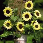 It produces vigorous upright plants that are multi-branching, giving a very bushy appearance